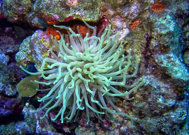 Coral underwater