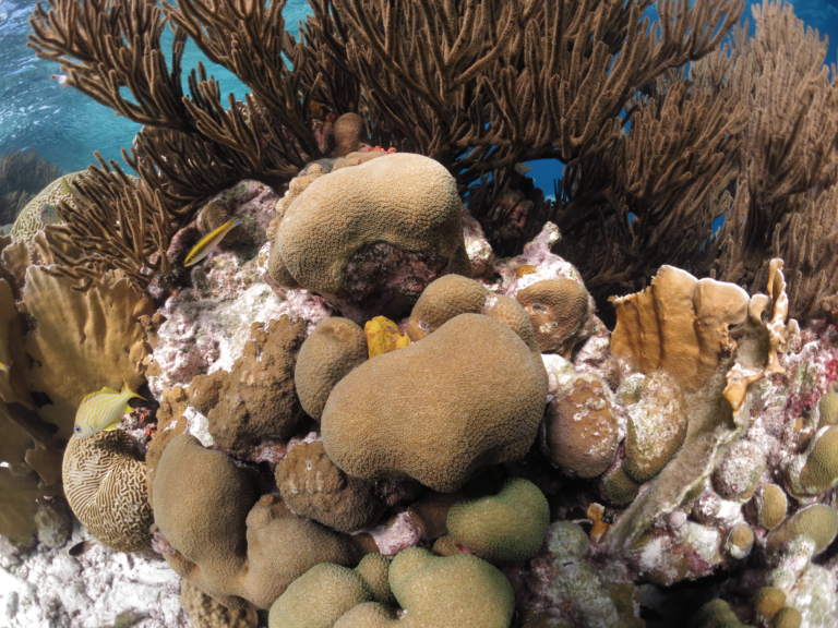 corals in bonaire