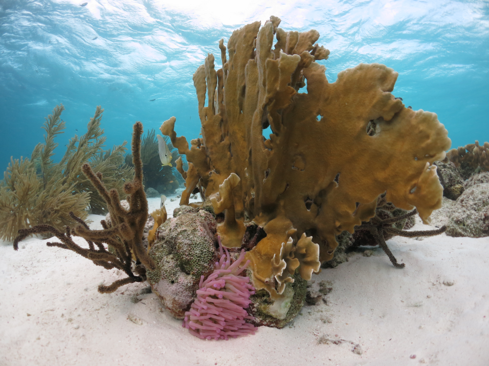 Coral in Bonaire