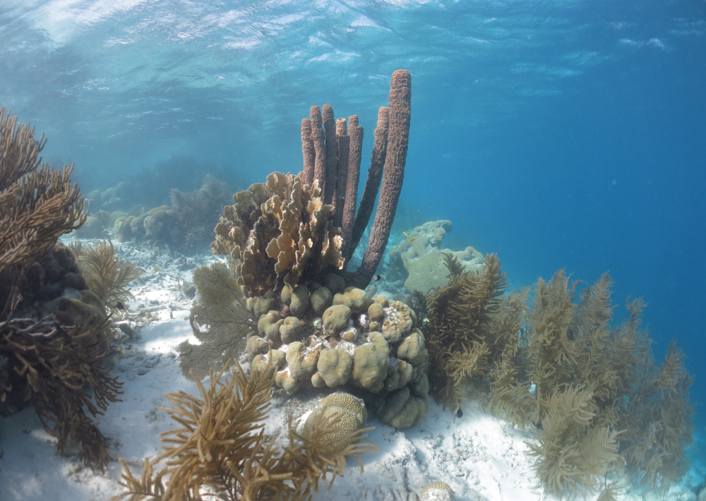 Coral in Bonaire