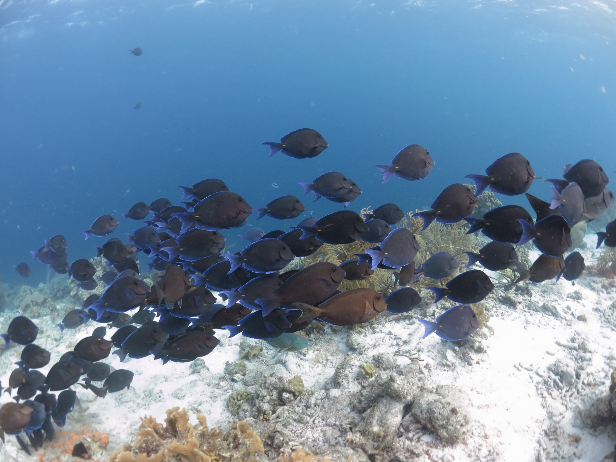 Fish in Bonaire